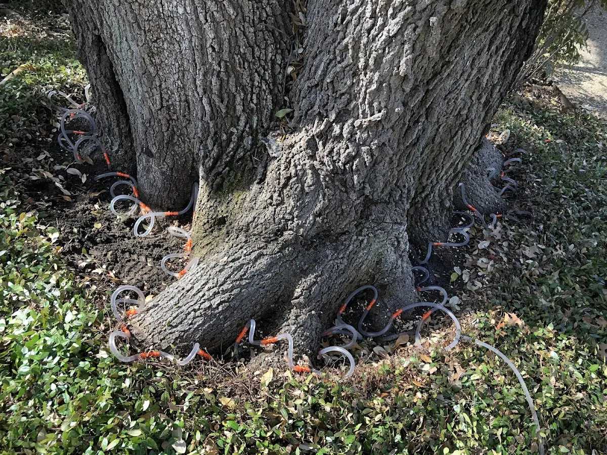 Detailed Tree Cabling and Bracing job site in Clearville