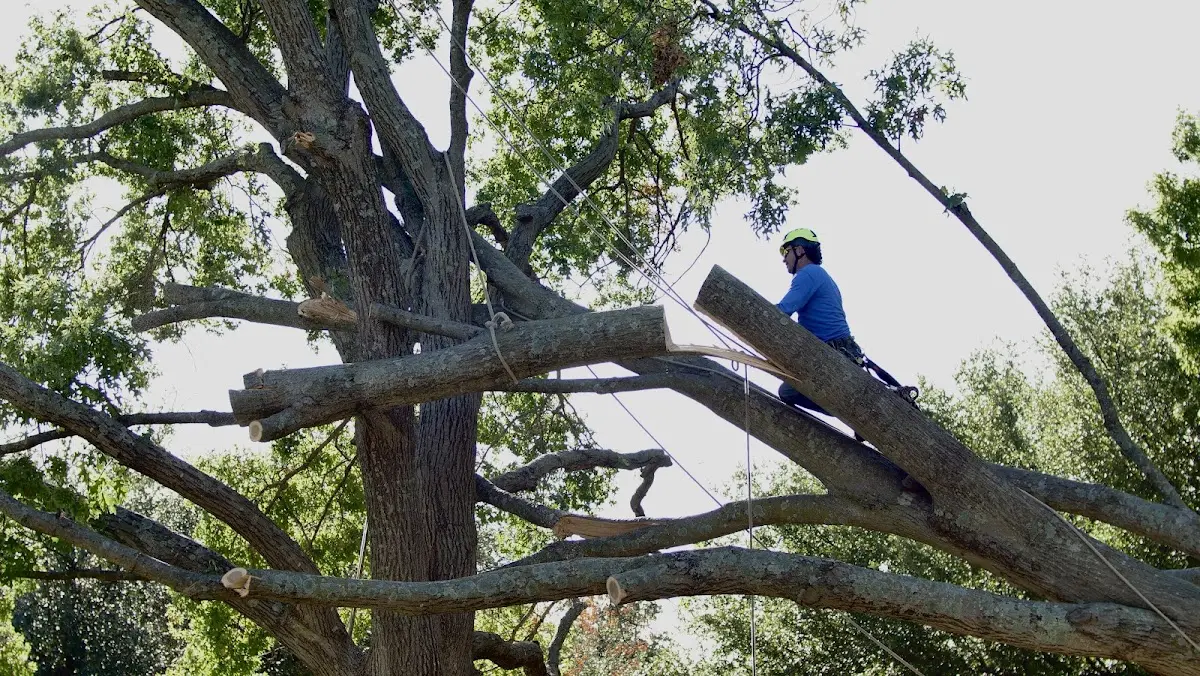 Professional Hazardous Tree Removal performed by certified arborists in Clearville