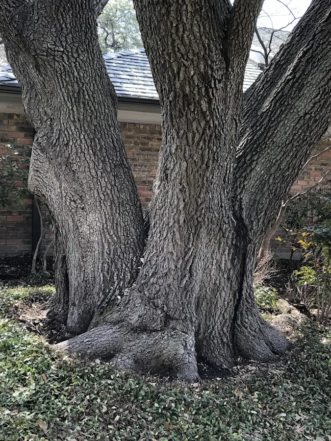 Mature heritage tree close to a Clearville property cared for by certified arborists